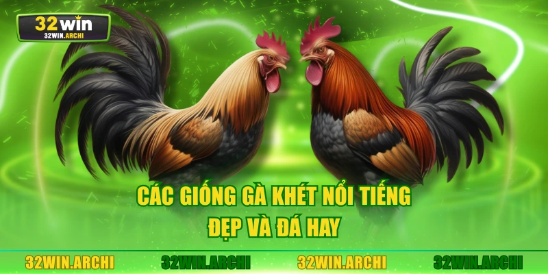 Các giống gà khét nổi tiếng đẹp và đá hay