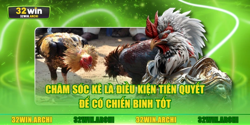 Chăm sóc kê là điều kiện tiên quyết để có chiến binh tốt