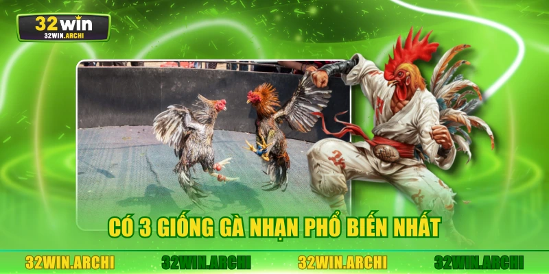 Có 3 giống gà nhạn phổ biến nhất
