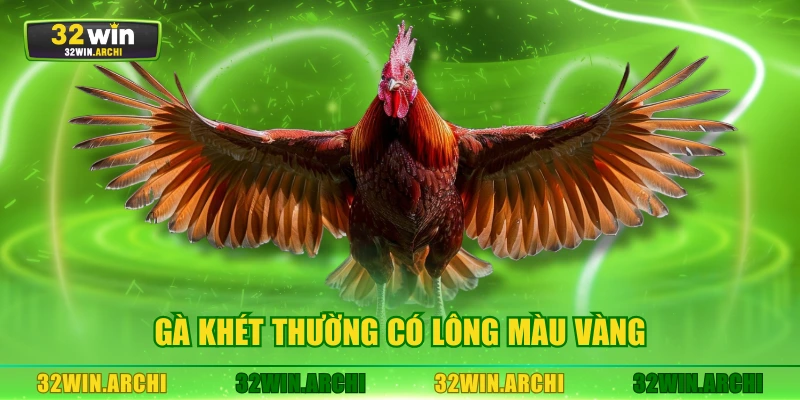 Gà khét thường có lông màu vàng
