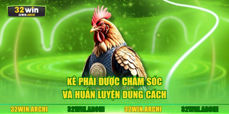 Kê phải được chăm sóc và huấn luyện đúng cách