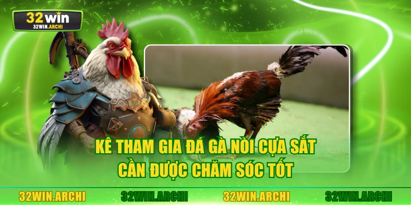 Kê tham gia đá gà nòi cựa sắt cần được chăm sóc tốt